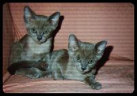 Two cute Asian Pussies