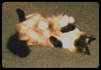 A horny Pussy from Asia