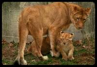 A big Pussy with her kid