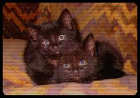 Two black pussies in love.