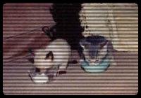 Two licking pussies. Do they look younger than 18 mo.?