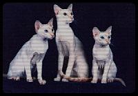 Three shaved pussies.