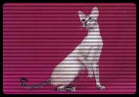 Shaved pussies are just the best.