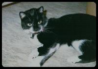 A slave pussy on the carpet.