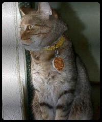 A humble pussy awaiting the Master's return.