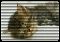 A cute young pussy in bed.