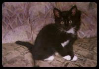 Very young pussy with really big... eyes. 