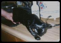 A wet pussy getting touched from behind.