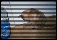 Wet and still licking.