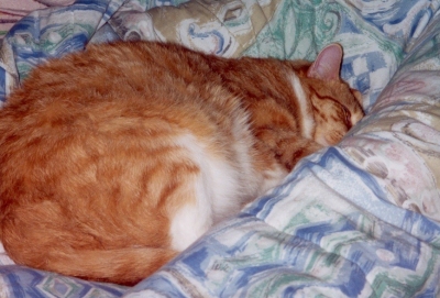 Our Pussy Of The Month